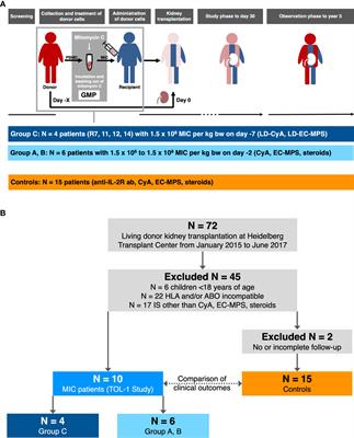 Five-year follow-up of a phase I trial of donor-derived modified immune cell infusion in kidney transplantation